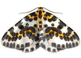 Attēlu rezultāti vaicājumam “Abraxas grossulariata”