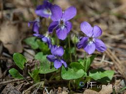 Attēlu rezultāti vaicājumam “Viola hirta”