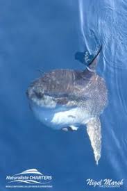 Image result for Mola alexandrini