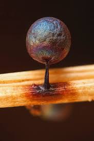 Attēlu rezultāti vaicājumam “Lamproderma ovoideum macro”