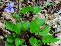Attēlu rezultāti vaicājumam “Viola mirabilis leaf”