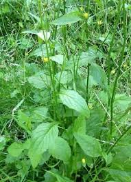 Attēlu rezultāti vaicājumam “Lapsana communis”