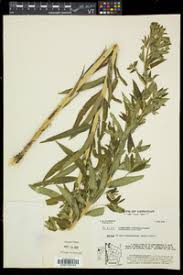 Attēlu rezultāti vaicājumam “Lithospermum officinale leaf”