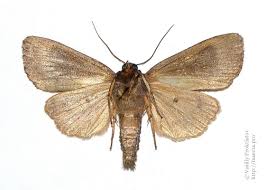 Attēlu rezultāti vaicājumam “Amphipyra perflua”