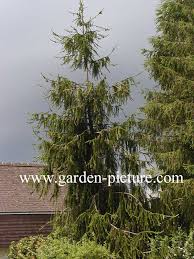 Attēlu rezultāti vaicājumam “Picea abies fo. virgata”