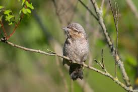 Attēlu rezultāti vaicājumam “Jynx torquilla adult”