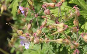 Attēlu rezultāti vaicājumam “Geranium sylvaticum bud”