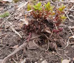 Attēlu rezultāti vaicājumam “Heracleum sphondylium subsp. sibiricum fruit”