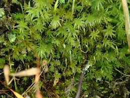 Attēlu rezultāti vaicājumam “Pohlia elongata”