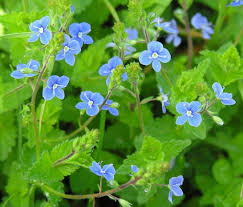 Attēlu rezultāti vaicājumam “Veronica chamaedrys bud”