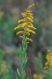 Attēlu rezultāti vaicājumam “Solidago canadensis”