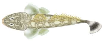 Image result for Platycephalus richardsoni