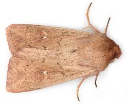 Attēlu rezultāti vaicājumam “Mythimna flammea”