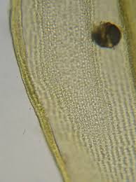 Attēlu rezultāti vaicājumam “Racomitrium heterostichum”