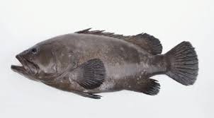 Image result for Epinephelus itajara