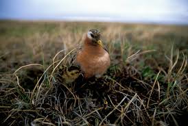 Attēlu rezultāti vaicājumam “Phalaropus fulicarius”