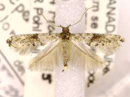 Attēlu rezultāti vaicājumam “Epermeniidae”