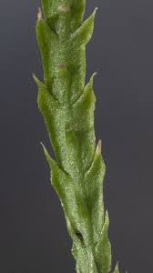 Attēlu rezultāti vaicājumam “Diphasium complanatum”