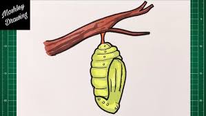 Attēlu rezultāti vaicājumam “pupa”