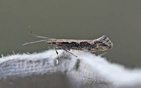 Attēlu rezultāti vaicājumam “Caloptilia stigmatella”