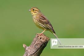Attēlu rezultāti vaicājumam “Emberiza citrinella adult”