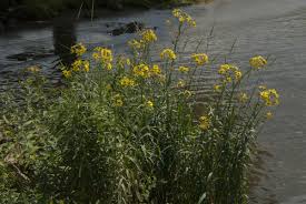 Attēlu rezultāti vaicājumam “Jacobaea paludosa leaf”