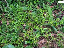 Attēlu rezultāti vaicājumam “Melampyrum sylvaticum leaf”