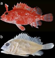 Attēlu rezultāti vaicājumam “Stemonitopsis subcaespitosa macro”
