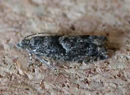 Attēlu rezultāti vaicājumam “Epinotia immundana”