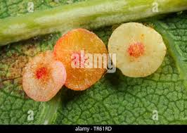 Attēlu rezultāti vaicājumam “Neuroterus albipes”