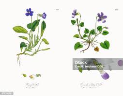 Attēlu rezultāti vaicājumam “Viola hirta leaf”