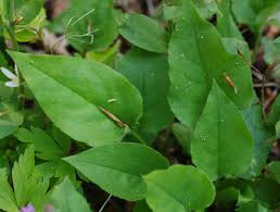 Attēlu rezultāti vaicājumam “Pulmonaria obscura leaf”