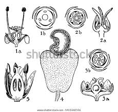 Attēlu rezultāti vaicājumam “Empetraceae”