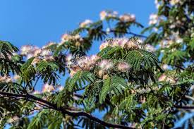 Attēlu rezultāti vaicājumam “Phellodendron amurense flower”