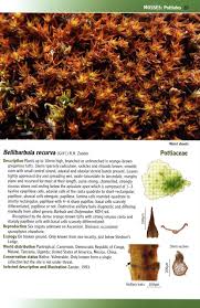 Attēlu rezultāti vaicājumam “Pottiales”