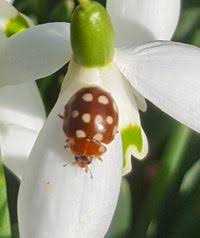 Attēlu rezultāti vaicājumam “Calvia quatuordecimguttata”