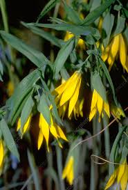 Attēlu rezultāti vaicājumam “Uvularia grandiflora flower”