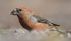 Attēlu rezultāti vaicājumam “Loxia pytyopsittacus male”