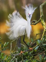 Image result for Egretta thula