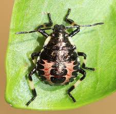 Attēlu rezultāti vaicājumam “Pinthaeus sanguinipes”