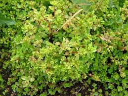 Attēlu rezultāti vaicājumam “Phedimus spurius leaf”