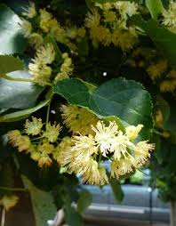 Attēlu rezultāti vaicājumam “Tilia cordata flower”