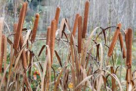 Attēlu rezultāti vaicājumam “Typha angustifolia”