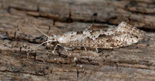 Attēlu rezultāti vaicājumam “Plutellidae”