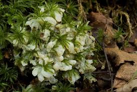 Attēlu rezultāti vaicājumam “Sebacina incrustans”