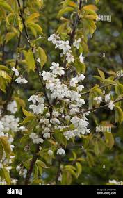Attēlu rezultāti vaicājumam “Padus avium leaf”