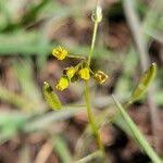 Attēlu rezultāti vaicājumam “Draba nemorosa fruit”