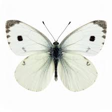 Attēlu rezultāti vaicājumam “Pieris brassicae underside”