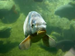 Image result for Cyprinus carpio
