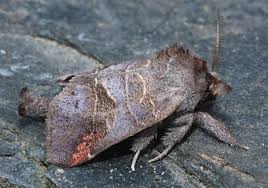 Attēlu rezultāti vaicājumam “Clostera pigra”